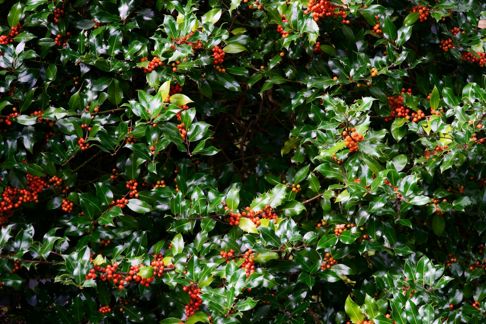 Holly with Berries